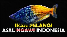 KENAPA IKAN BOSEMANI SANGAT DI KAGUMI OLEH PENGHOBI AKUARIUM
