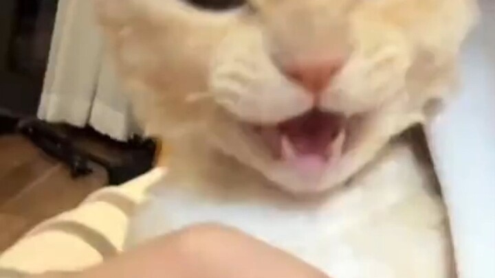แมวเหมียวไม่ชอบให้จูบแค่ไหน