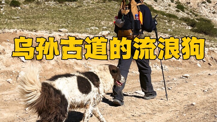 This is the relationship between humans and dogs along the Wusun Ancient Trail: not pets kept in cap