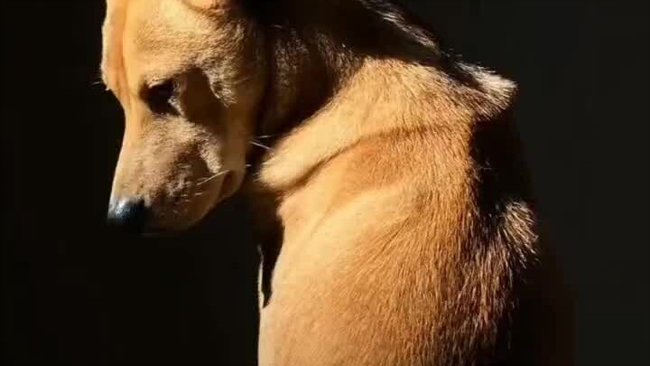 Young Master, you’ve got it wrong again—Wang Cai is my grandpa! #Dog #VillageDog #DogsAreHumans’Most