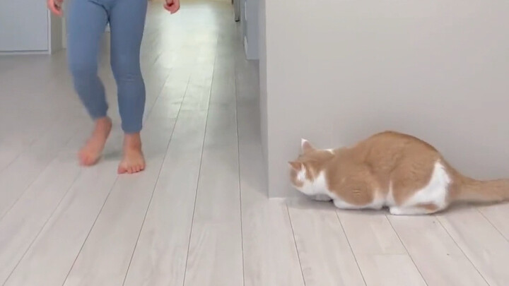 แมวน้อยขี้อาฆาต