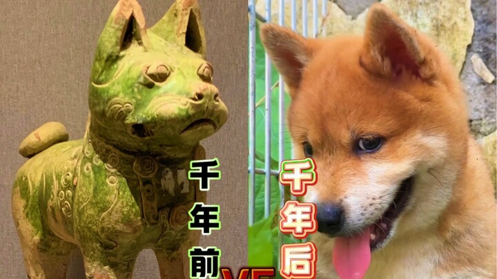 ผ่านกาลเวลานับพันปี ต้นดะหวงยังคงเหมือนเดิม แต่สิ่งที่เปลี่ยนไปคือจิตใจของผู้คน