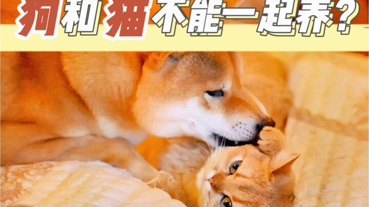 แมวกับสุนัขเลี้ยงรวมกันไม่ได้เหรอ?!