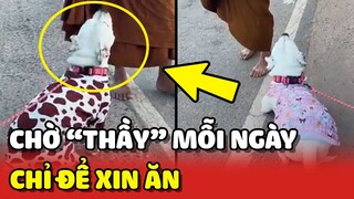 Chú chó mỗi ngày nằm trước nhà đợi SƯ THẦY đi qua để XIN ĂN 😂 | Yêu Lu