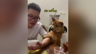 Nay có món ngô thích " sườn hầm" nên ngô xin ăn 🤣🤣 nhìn khuôn mặt tội nghiệp mà buồn cười chó chó_cưng dog