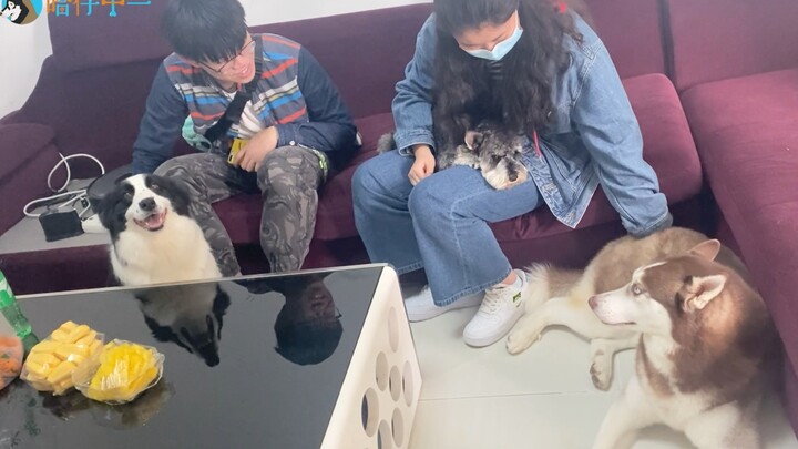 Husky: Apa itu penggemar? Bisa dimakan nggak? Kenapa terus-terusan mengelusku!