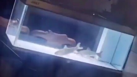 Fish: I’m just messing around—no need to take it so seriously!