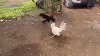 tornado hatch of Aaron gf