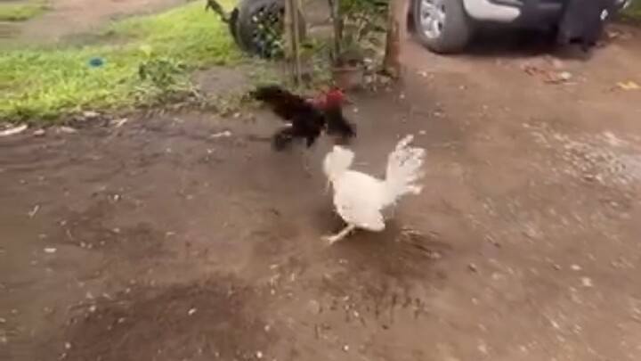 tornado hatch of Aaron gf