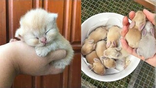 น่ารักมาก! Cutest baby animals Videos Compilation Cute moment of the Animals - Cutest Animals 14