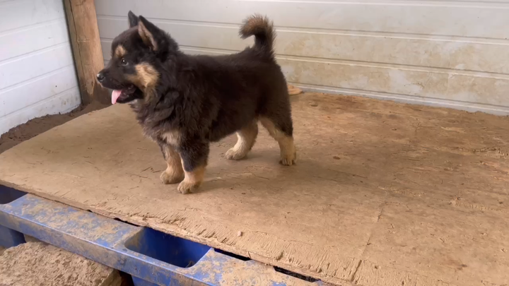 Saya adalah majikan adik perempuan Zhang Fei, si anjing belum datang, jadwalnya juga belum ditentuka