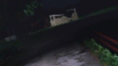 Taman