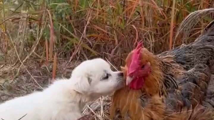 Trời lạnh, chú chó tìm gà mẹ để sưởi ấm; gà mẹ cho chó nằm dưới lông để sưởi. Dân mạng bình luận: Tì