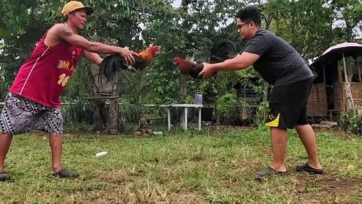 black lightning brownRed vs BrownRed.