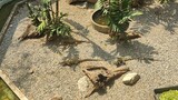 iguana taman ular Perlis