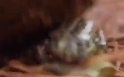 A Doll Crushed by a Poop Egg