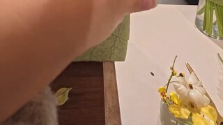 Spring Letter from the Healer Flower Shop