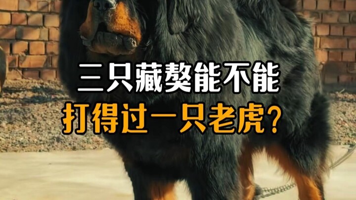 Can three Tibetan mastiffs take on a single tiger?