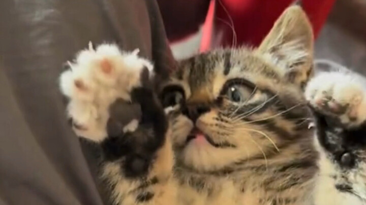 Grandma’s carefully selected tabby kitten from the market