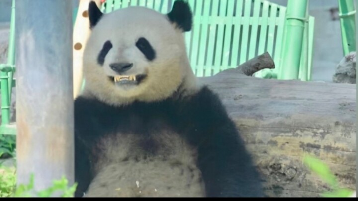 (Meng Lan) Sao Tử Vi từ bé xíu đến giờ, chúc mừng sinh nhật em nhé!