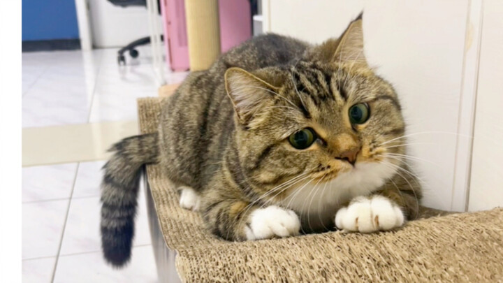 Baobao, you’re a rattle cat.