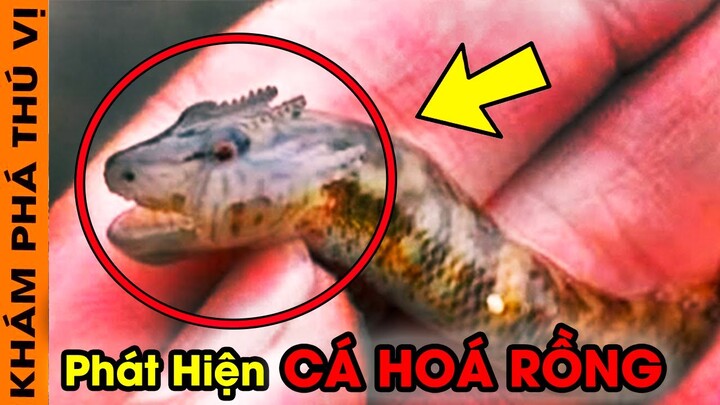 🔥 Phát Hiện 10 Loài Động Vật Kỳ Lạ Bị Con Người Bắt Được Trong Đó Có Cả Cá Đang Hoá Rồng | KPTV