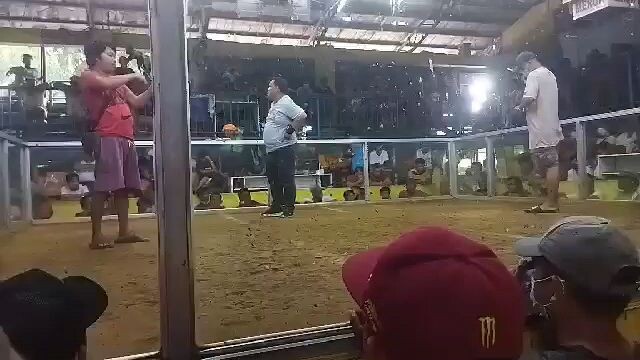 dark side binabae hiraw patay sa panalo malaki mataas kalaban🐓🐓🐓