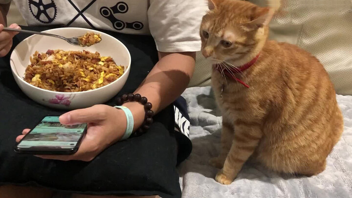 แมวส้ม: อยากกินข้าวผัดด้วยอะ