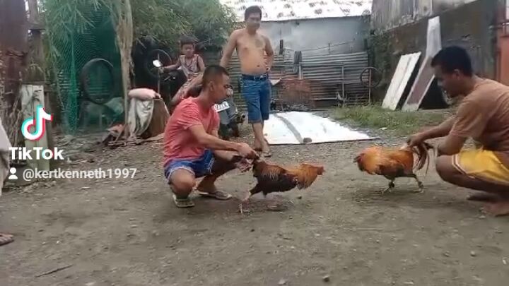 John Bishop Kelso Vs Gold na kabibili lang pang Hack Fight #RRJGF #BatangSabungero
