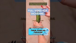 Pecah Nya Perauan #short #drama #filmpendek #dramaterpopuler #sangdewibanyu