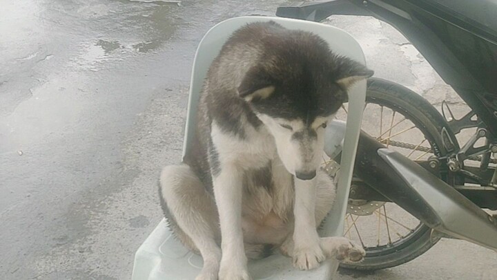 husky na naka upo | wow 😲