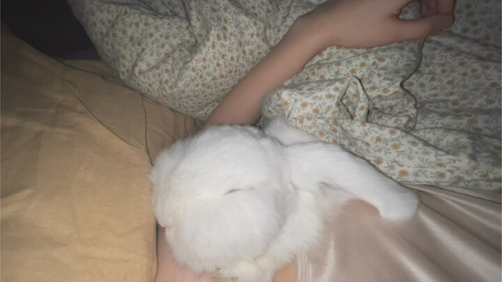 Bao Bao the rabbit has fallen asleep and my arm is all numb!