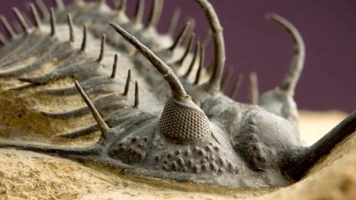Surface breathing is just a fancy trick; why not just crawl around on the seabed—like a trilobite?