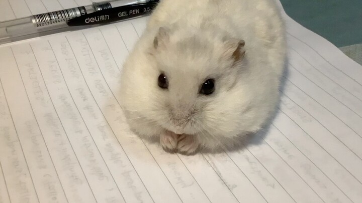 【Chuột hamster】Siêu đẳng ăn bồ công anh