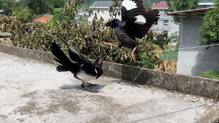 วิดีโอนี้บอกเราว่าอย่าไปยุ่งกับเรื่องของคนอื่น ไม่งั้นอาจโดนทำร้ายได้ง่ายๆ