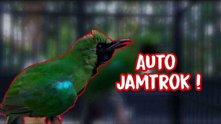 Cucak Ijo Gacor Ngentrok  Auto Bikin Ikut Emosi