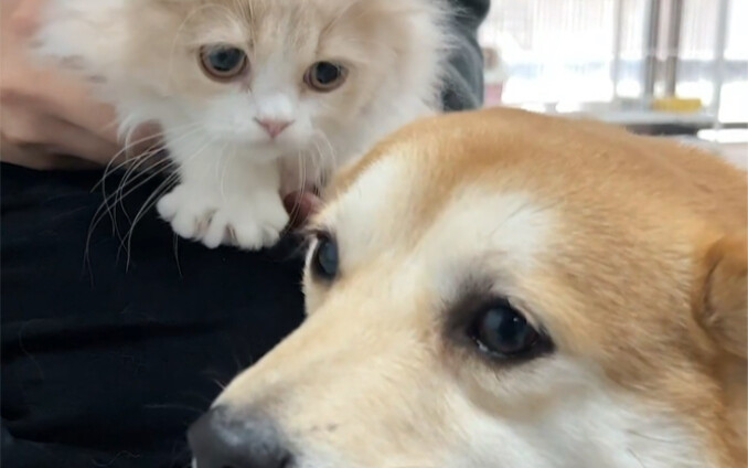 Bringing the dog along to pick out a kitty again! What do you think would be a great name for the li