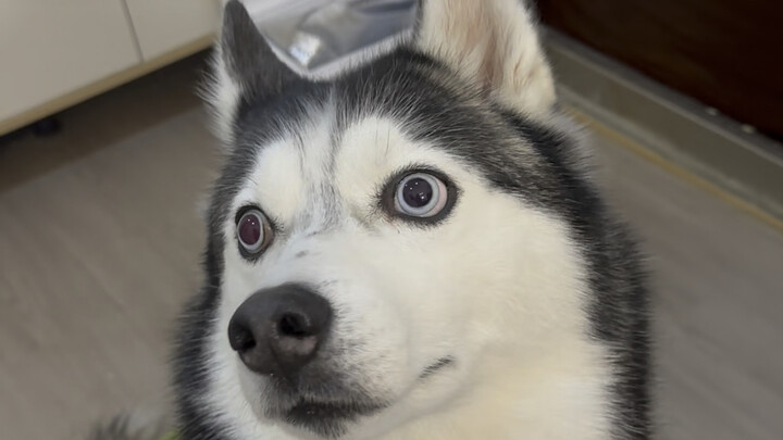 Apakah anjing husky tidak mengunyah saat makan?