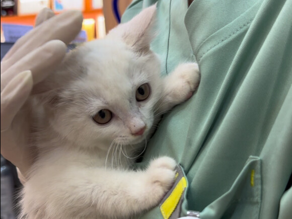 Our Maode Animal Hospital – High-tech Branch has acquired several pieces of advanced equipment and h