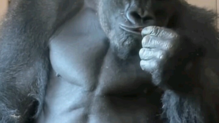 Immersively experience the boredom and uncertainty of a gorilla