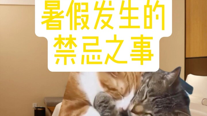 Meme về mèo: Những điều cấm kỵ xảy ra trong kỳ nghỉ hè