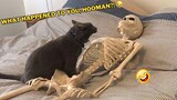 Funniest Animal Videos 2023😅 Best Funny Cats & Dogs Videos🥰 v4