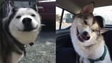 Cute And Funny Husky Videos - TRY NOT TO LAUGH Funny Husky Compilation 2019