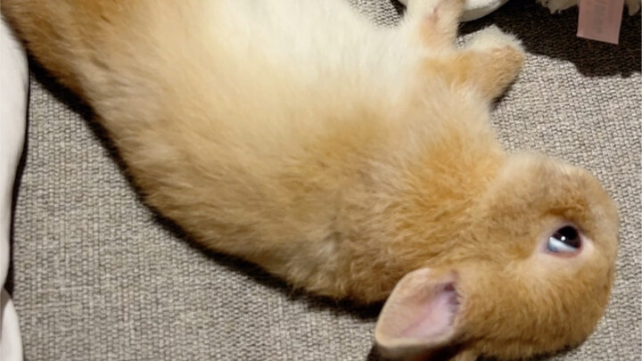How scary can a bunny be when it sleeps… I’m already on the verge of tears