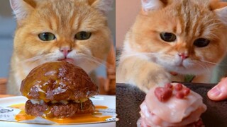 أي نوع من العائلات هذه؟ يأكلون ٢٤ وجبة يوميًا!