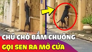 Đi chơi QUÊN MANG CHÌA KHÓA, chú Chó đứng BẤM CHUÔNG mà mãi không thấy Sen ra mở cửa 😅 Gâu Đần