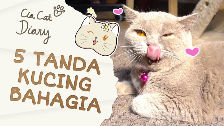 5 Tanda Kucing Kamu Bahagia! Cia Cat Diary