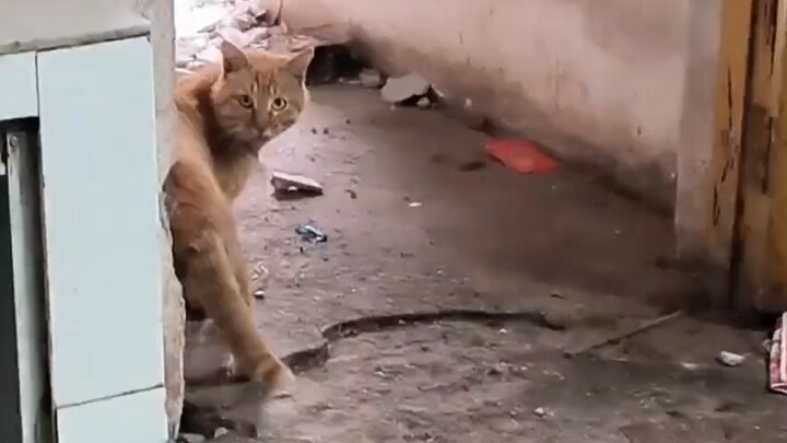 Cat: I just took a nap—how did my home disappear??