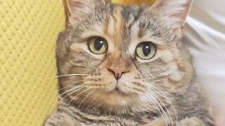 麻麻当然比猫粮重要啦，所以咱们啥时候开饭呀？