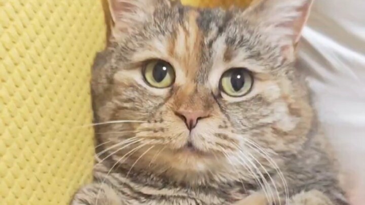 بالطبع الأم أهم من طعام القطط، فمتى سنبدأ بتناول الطعام؟